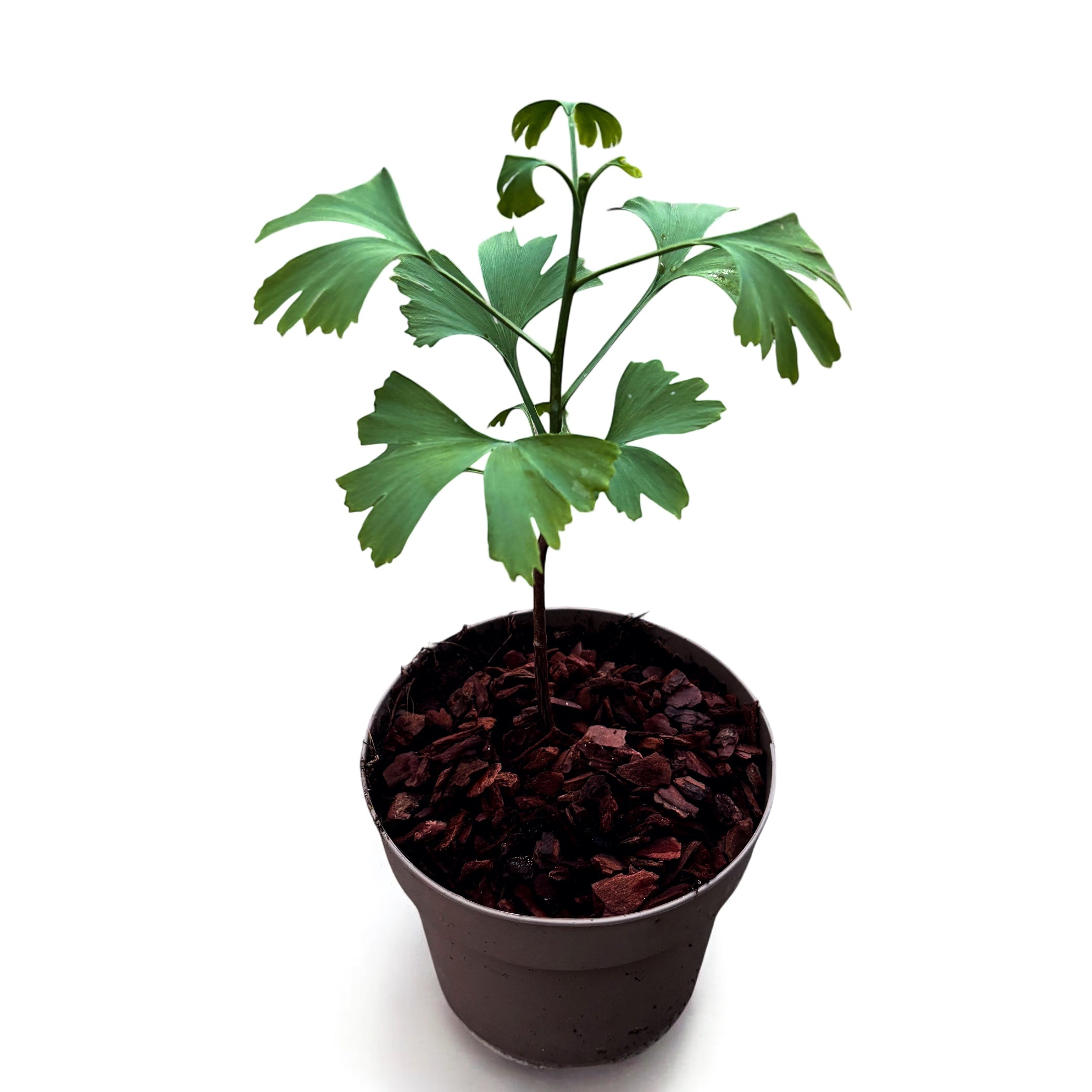 Ginkgo biloba in ghiveci - Arborele pagodelor D15