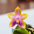 Phalaenopsis Miki Magic 'Whisper' - vonné květy