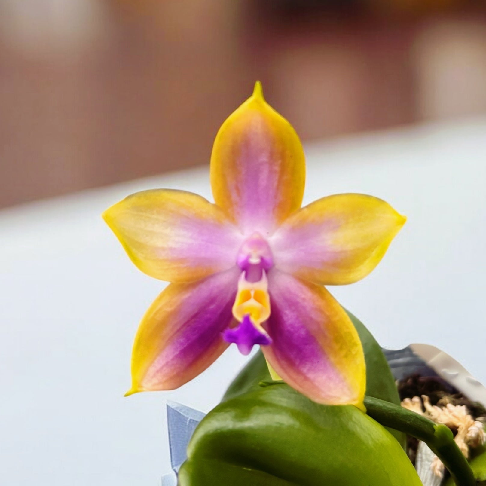 Phalaenopsis Miki Magic 'Whisper' - tuoksuvat kukat