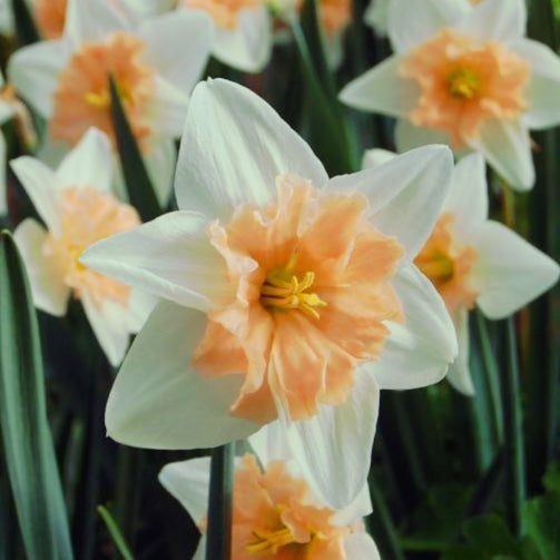 Narcise speciale parfumate - Narcissus 'Dear Love'