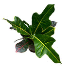 Croton Codiaeum Excellent D12