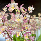 Calanthe mix (orhidee de gradina) - flori parfumate