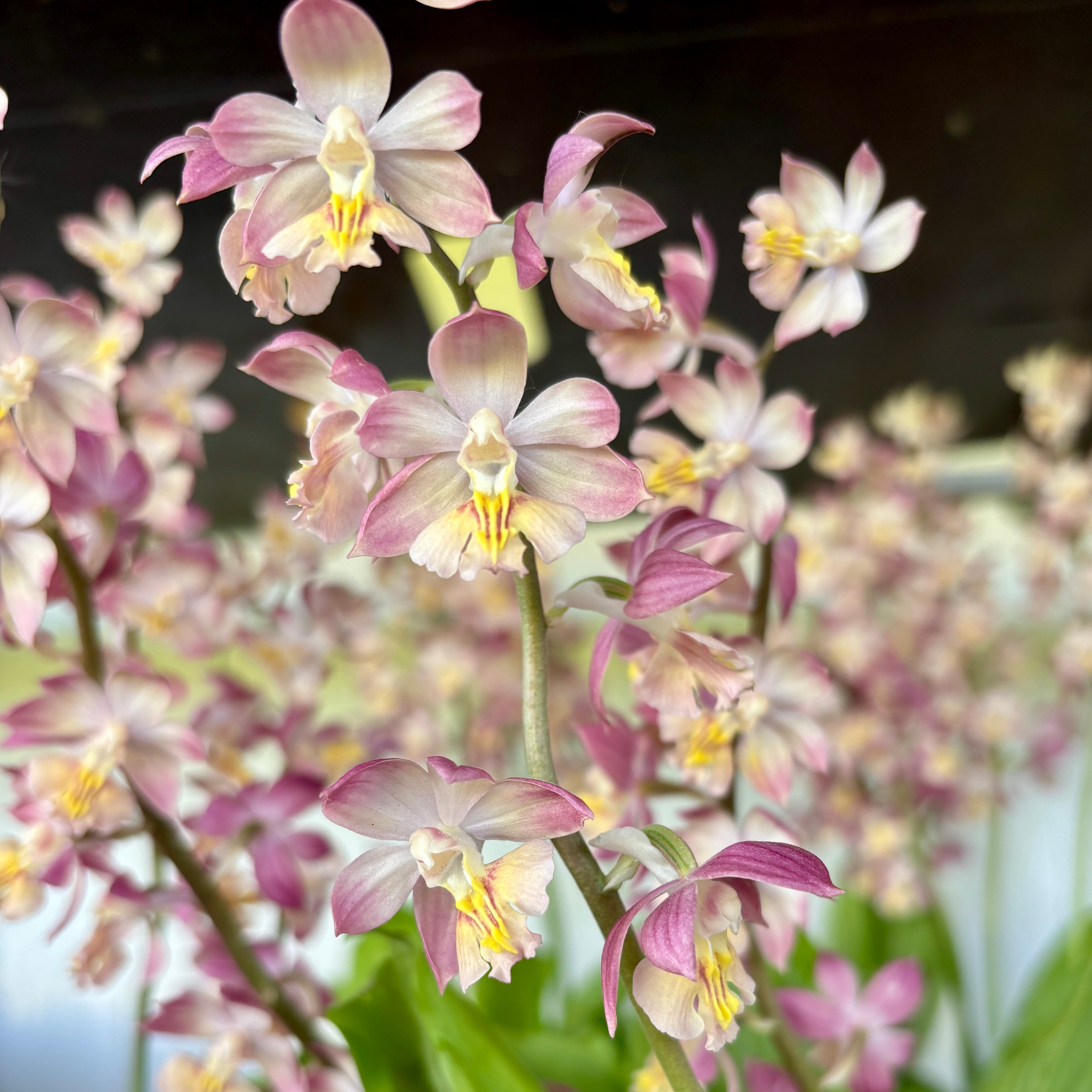 Calanthe mix (orchidee da giardino) - fiori profumati