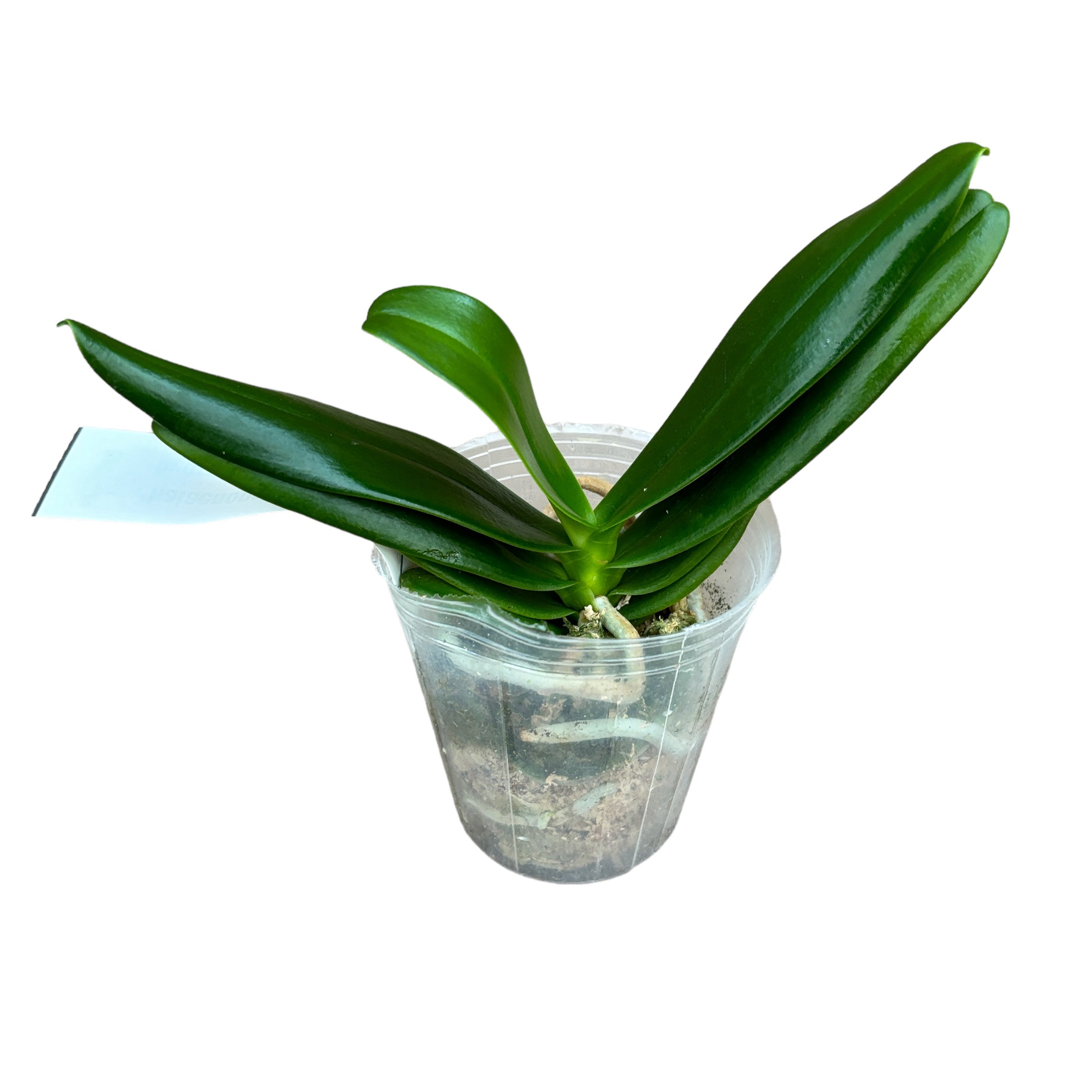 Phalaenopsis Little One (Phal. hygrochila × Phal. japonica)