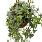 Hedera helix 'Mona Lisa' - Wielobarwna bluszcz pnący XL