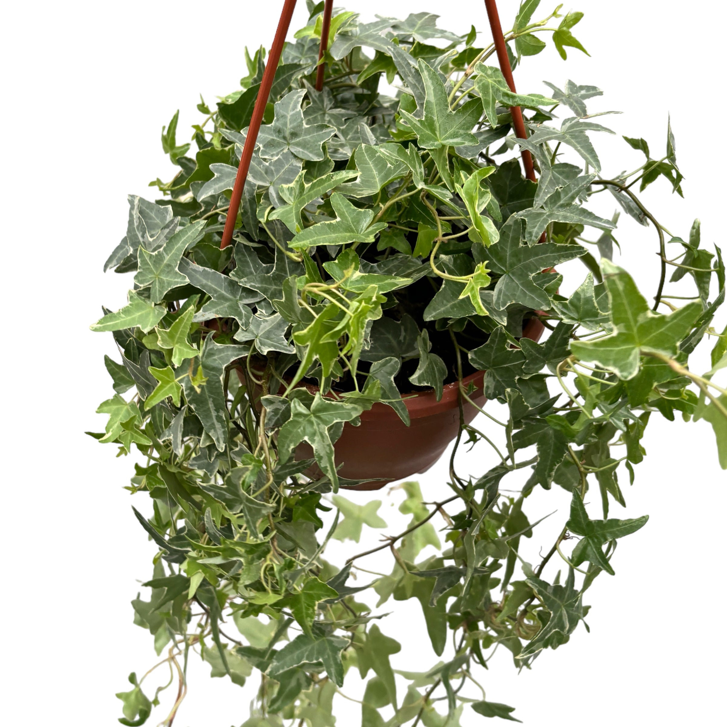 Hedera helix 'Mona Lisa' - Iedera curgatoare bicolora XL