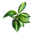 Hoya incrassata 'Variegata' (inner variegation)