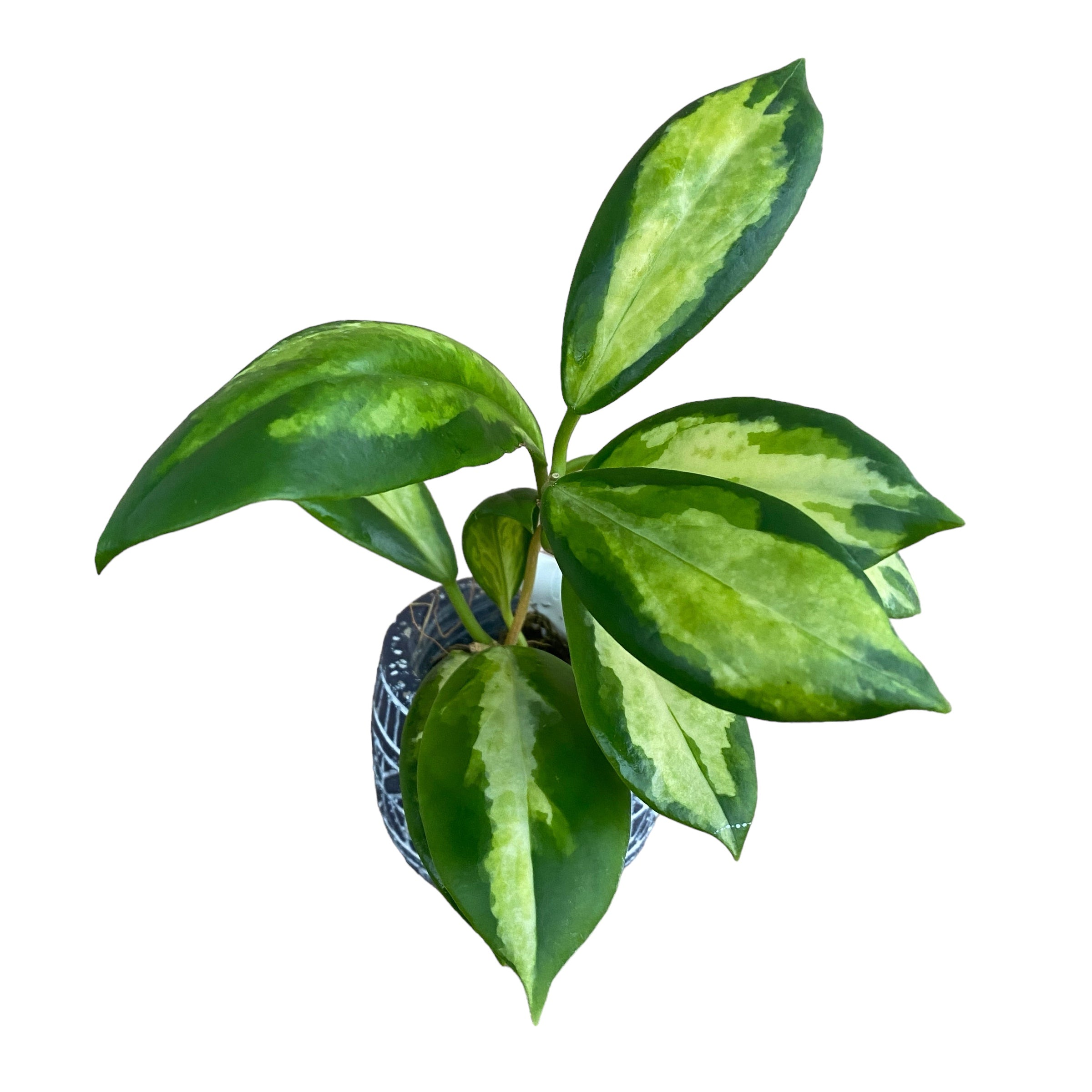 Hoya incrassata 'Variegata' (inner variegation)