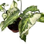 Syngonium 'Three Kings'