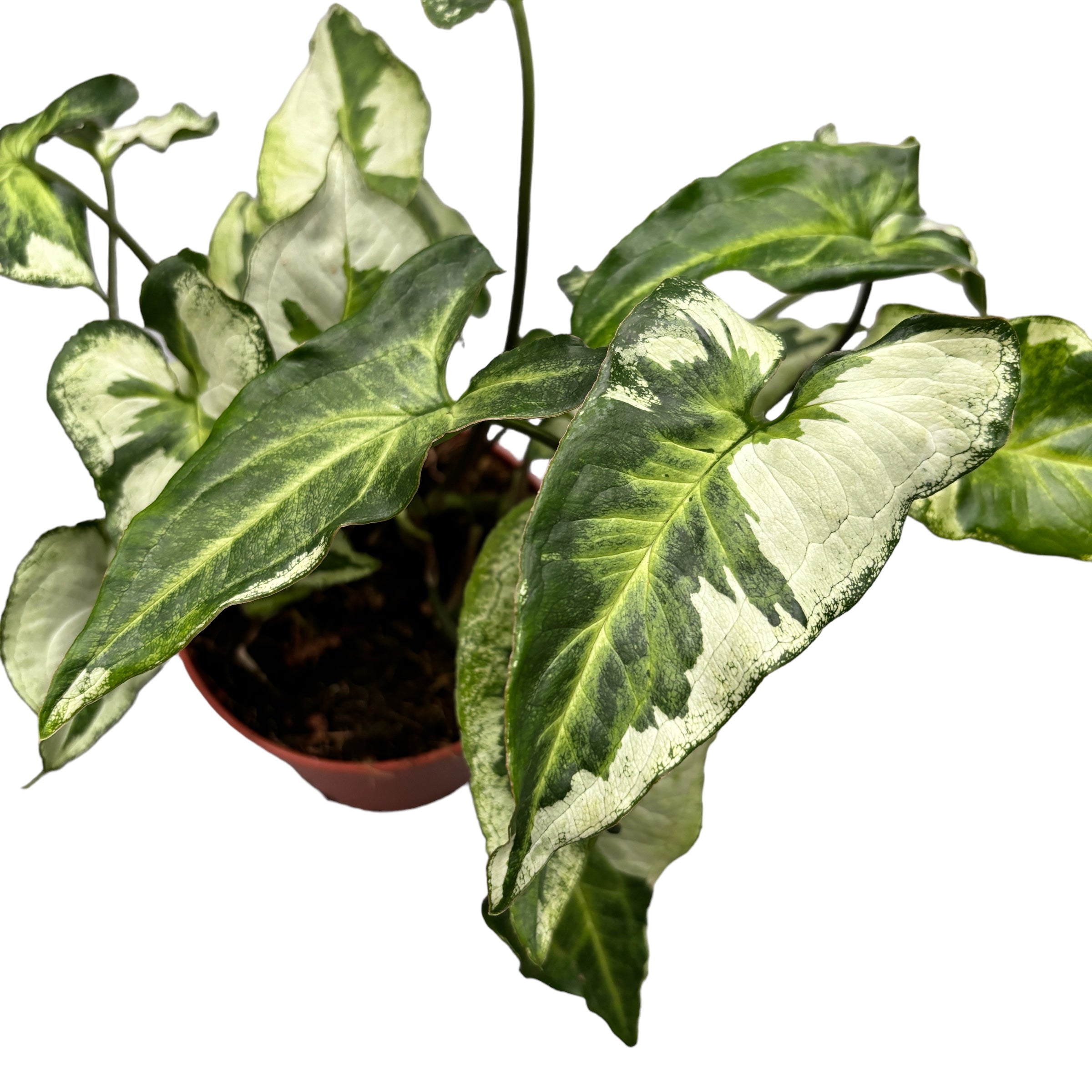 Syngonium 'Three Kings'