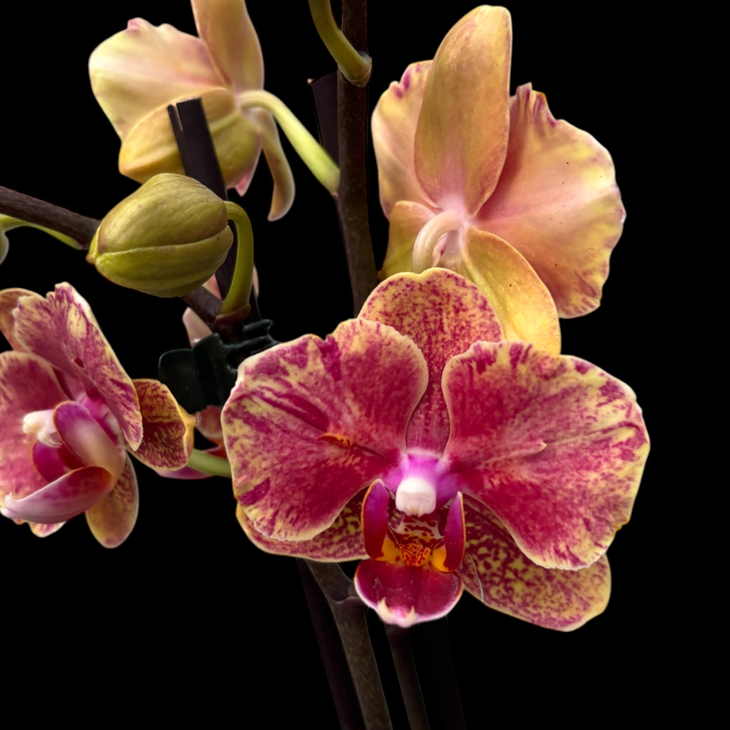 Phalaenopsis Lioulin Phoenix (farfalla pelorica)