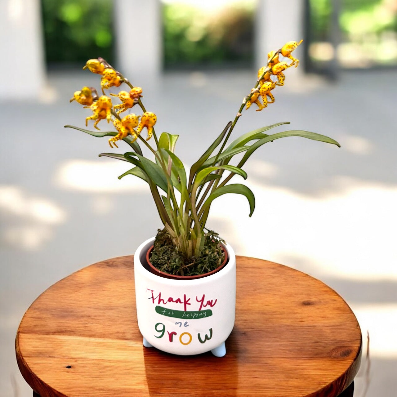 Masdevallia polysticta var. yellow