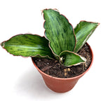 Sansevieria 'As Silk'