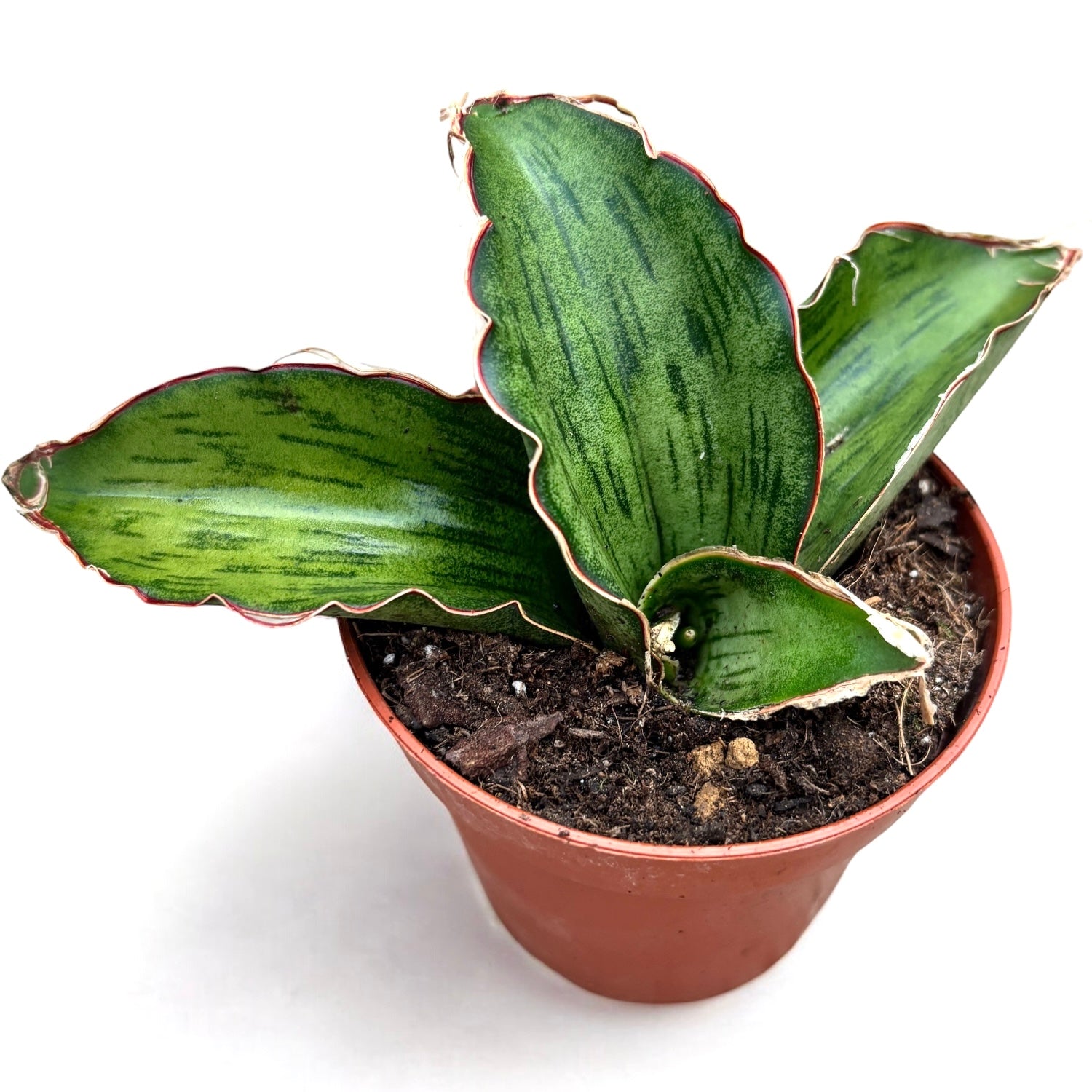 Sansevieria 'As Silk'