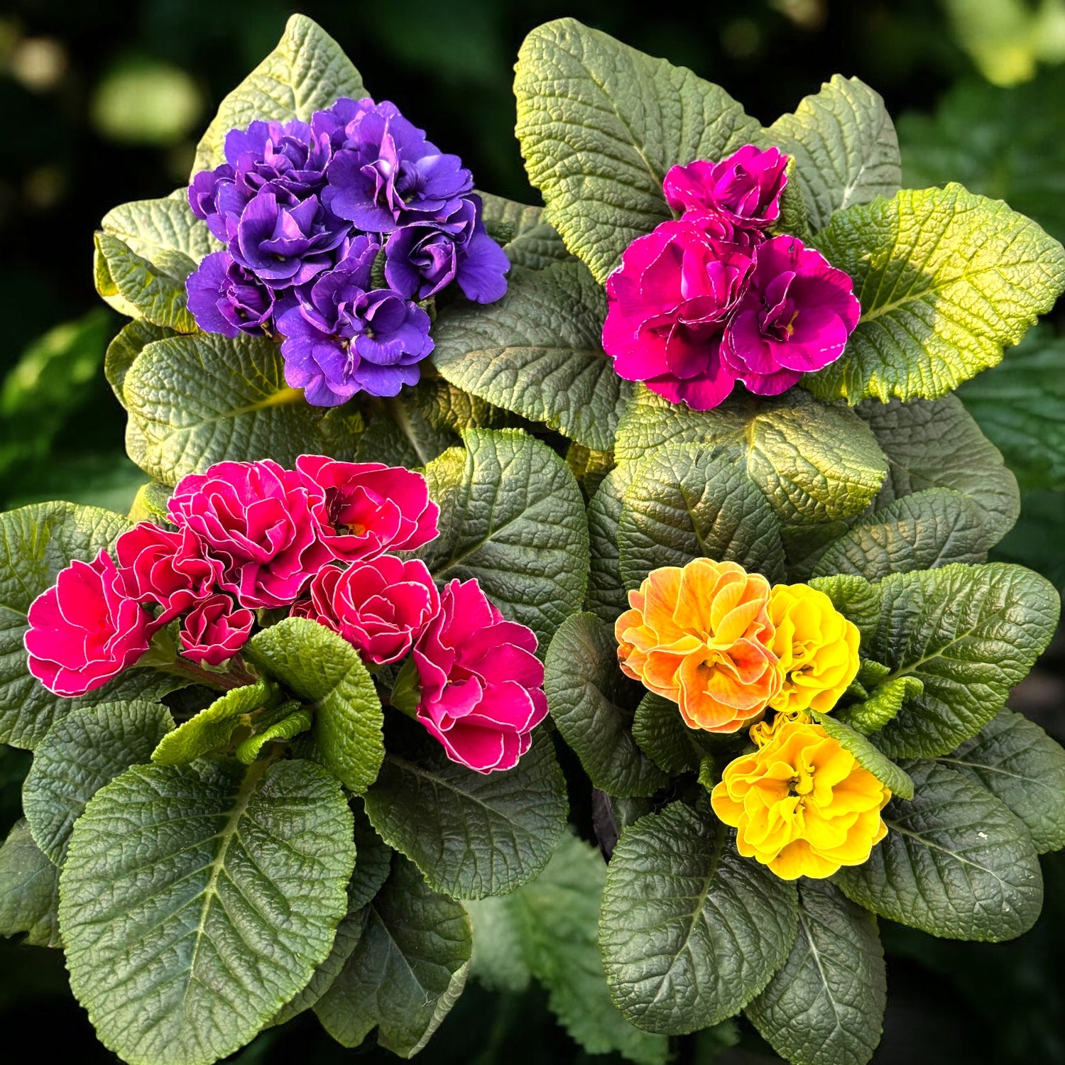 Primula acaulis cu flori duble – explozie de culoare la inceput de primavara