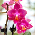 Phalaenopsis Secret Fragrance (Aromio Floral) - kauniita ja tuoksuvia kukkia
