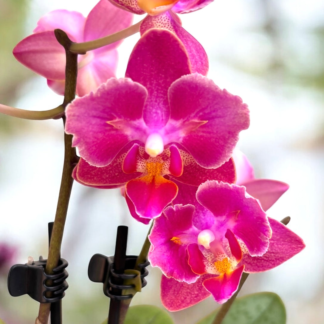 Phalaenopsis Secret Fragrance (Aromio Floral) - flori pelorice si parfumate