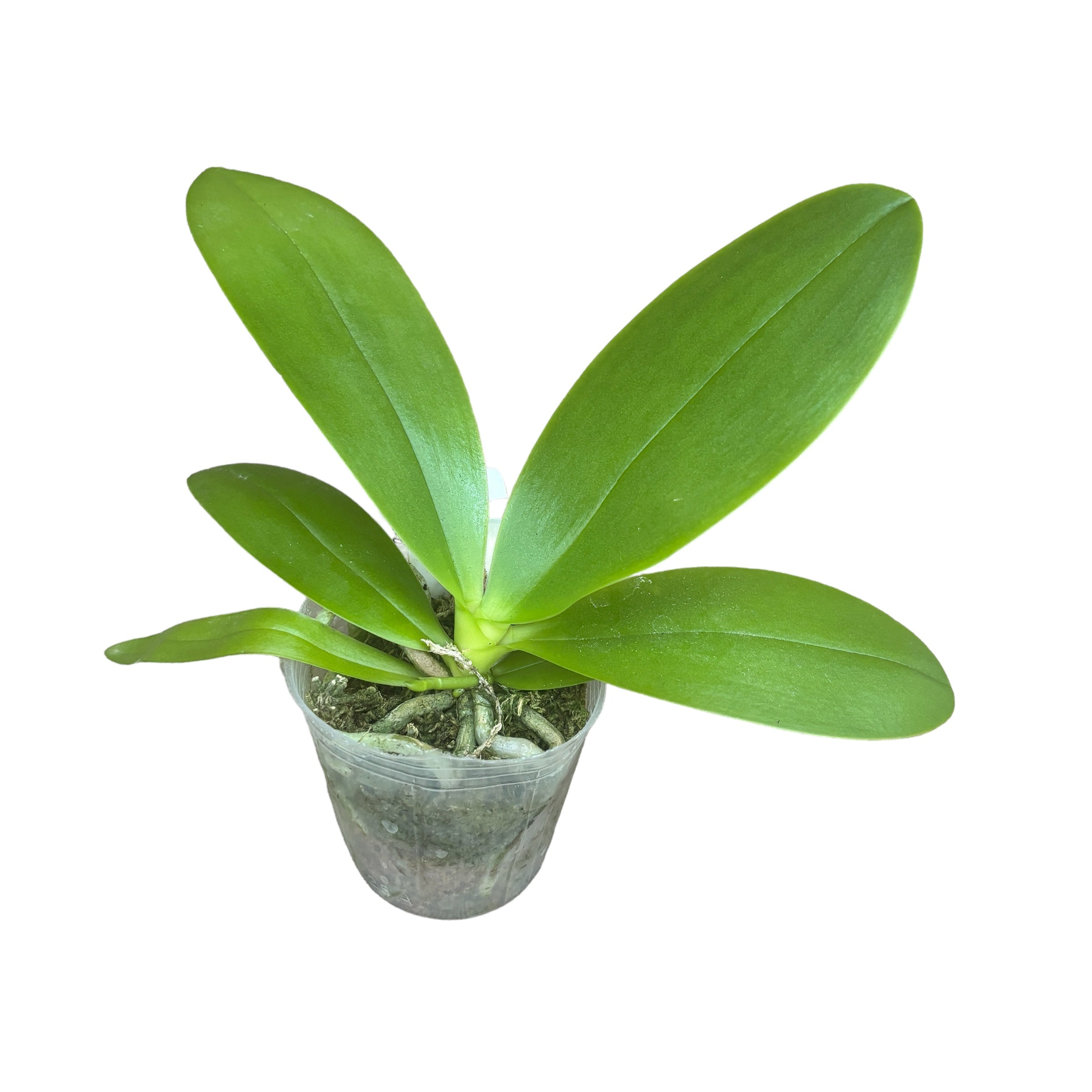 Phalaenopsis Sapphire's Galah (Phal. Purple Martin × Phal. violacea)