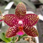 Phalaenopsis Perfection Is 'Chen' tuoksuvat kukat