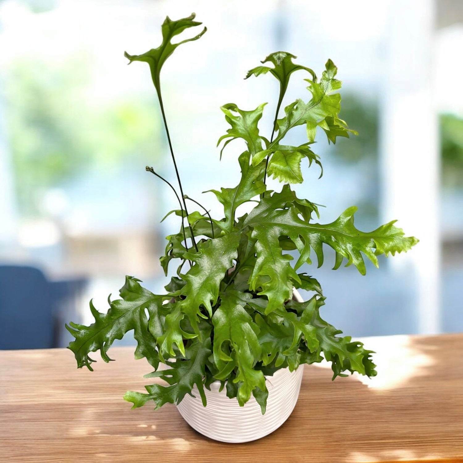 Phymatosorus scolopendria ‘Hawaiian Sunshine’ – feriga cangur