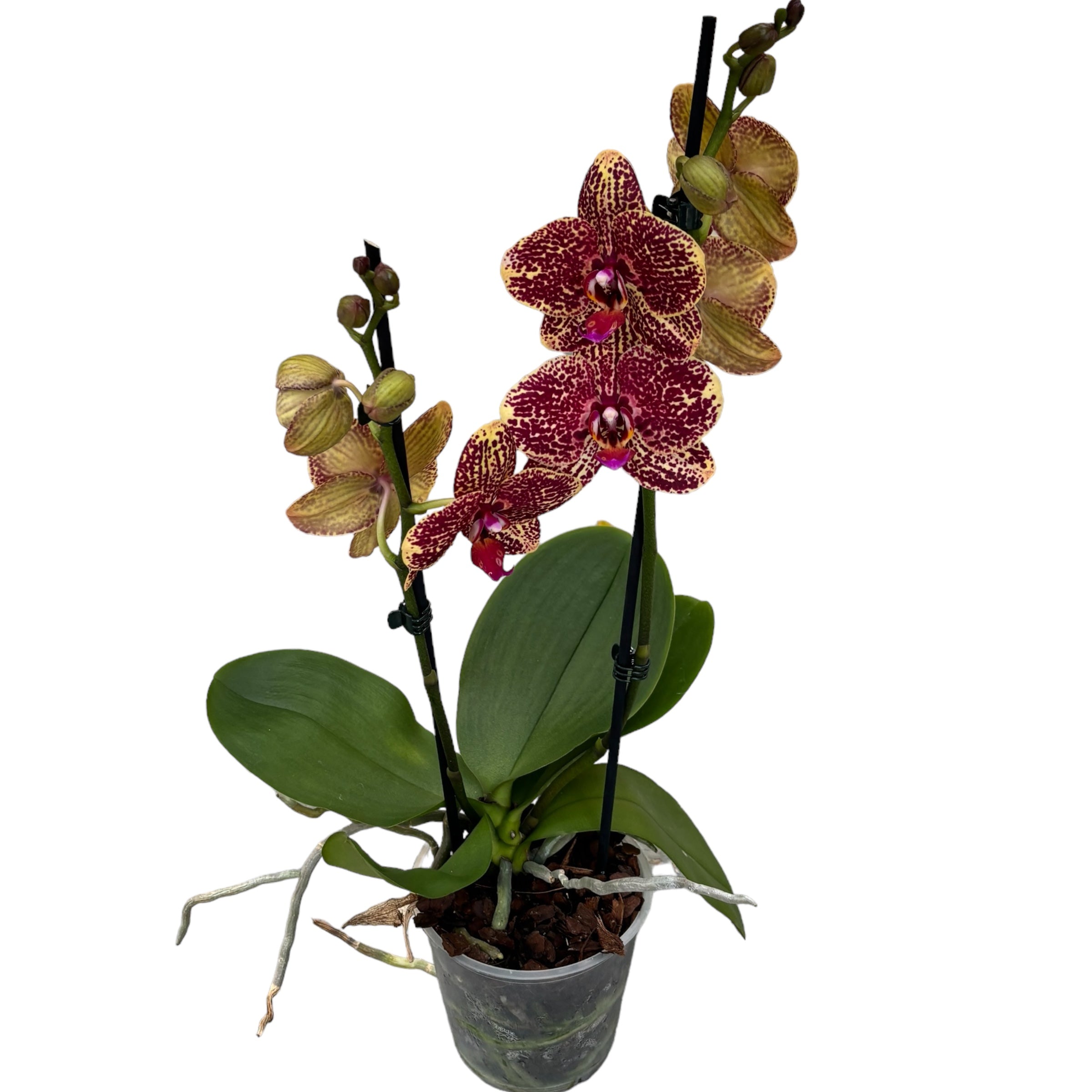 Phalaenopsis Sogo Rondini D12