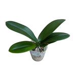 Phalaenopsis Miki Crown '16' SM/TOGA