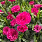 Dianthus ‘Oscar Purple’ – garofita compacta, inflorire bogata