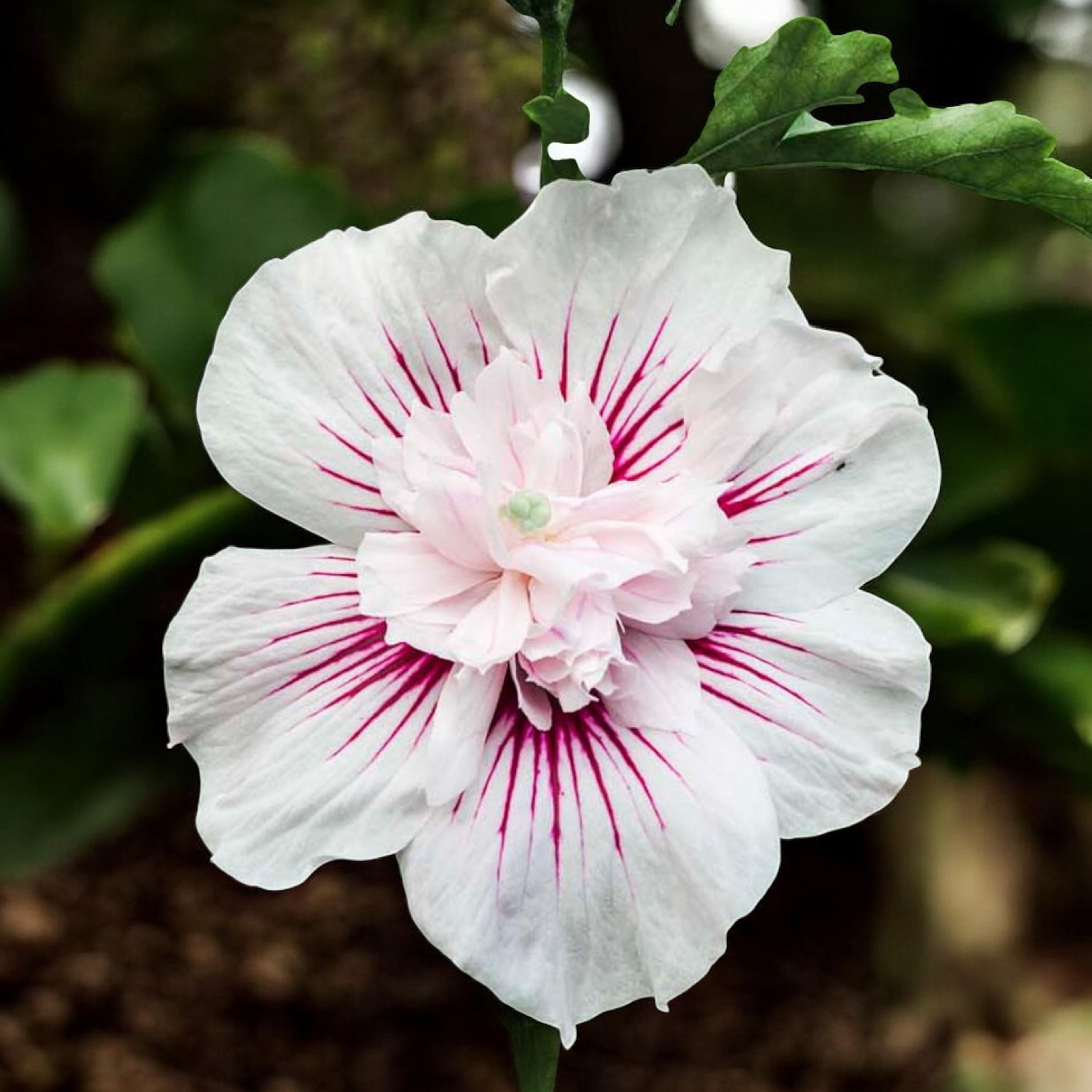 Hibiscus syriacus ‘Starburst Chiffon’ - hibiscus de gradina cu flori mari bicolore spectaculoase