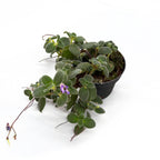 Streptocarpus saxorum - Streptocarpella (trailing plant)