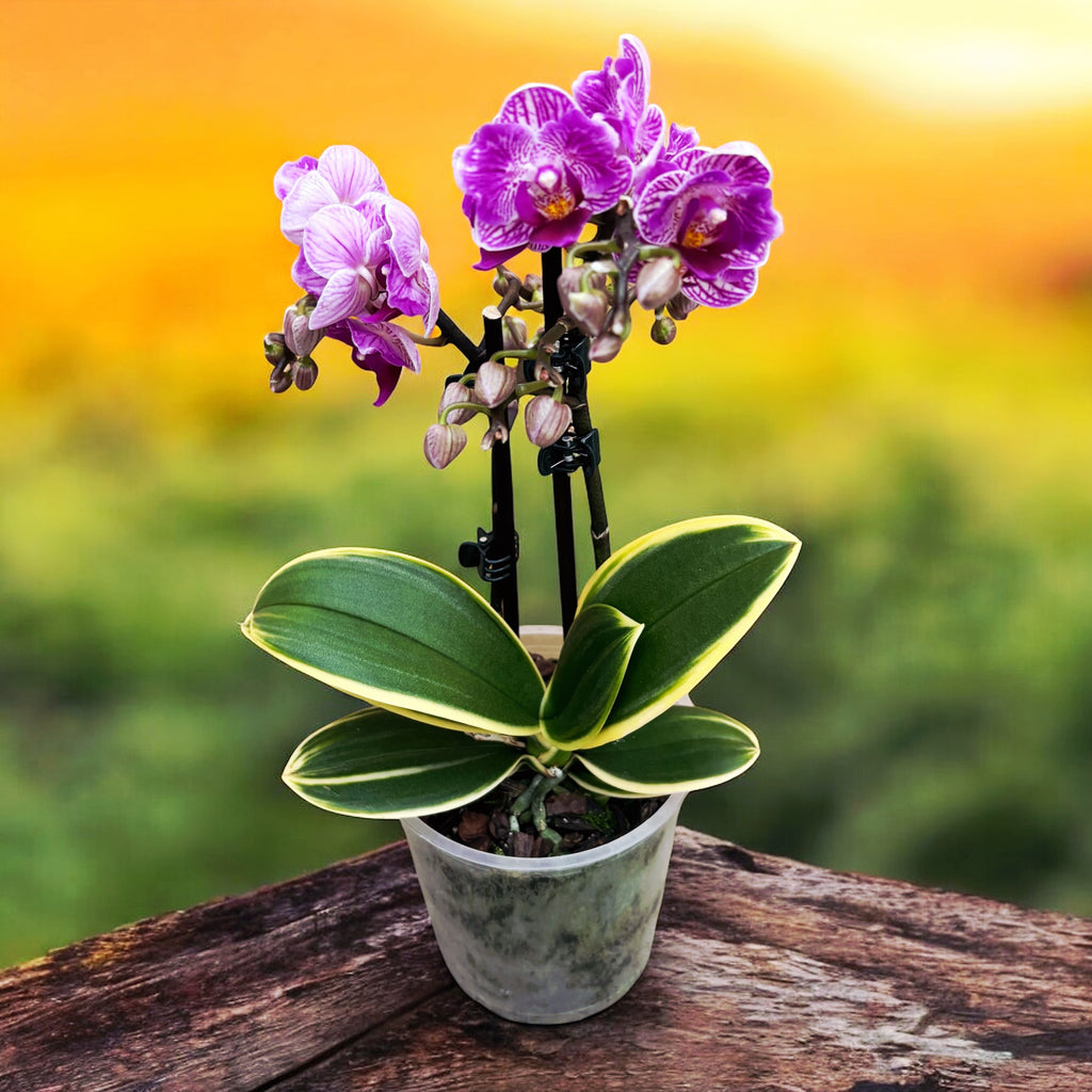 Phalaenopsis Sogo Vivien (variegata e pelorica)