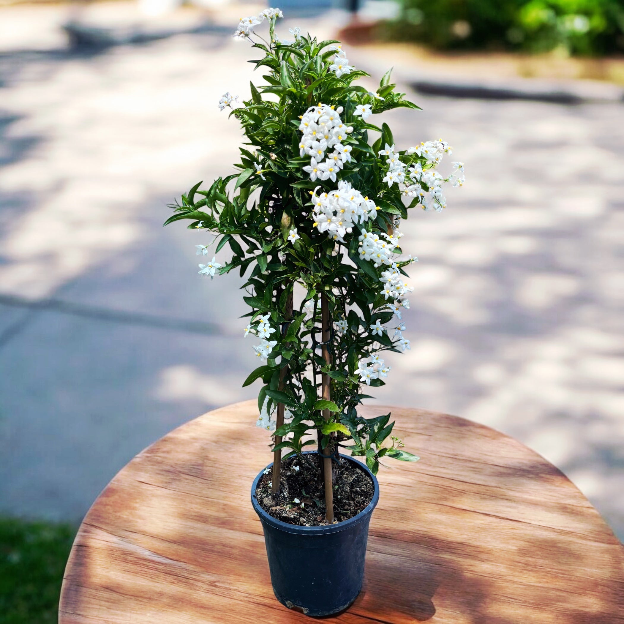 Solanum jasminoides (popínavá jasmín) - exempláře XL