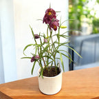 Fritillaria meleagris - Tarka tulipán