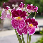 Miltoniopsis speciala