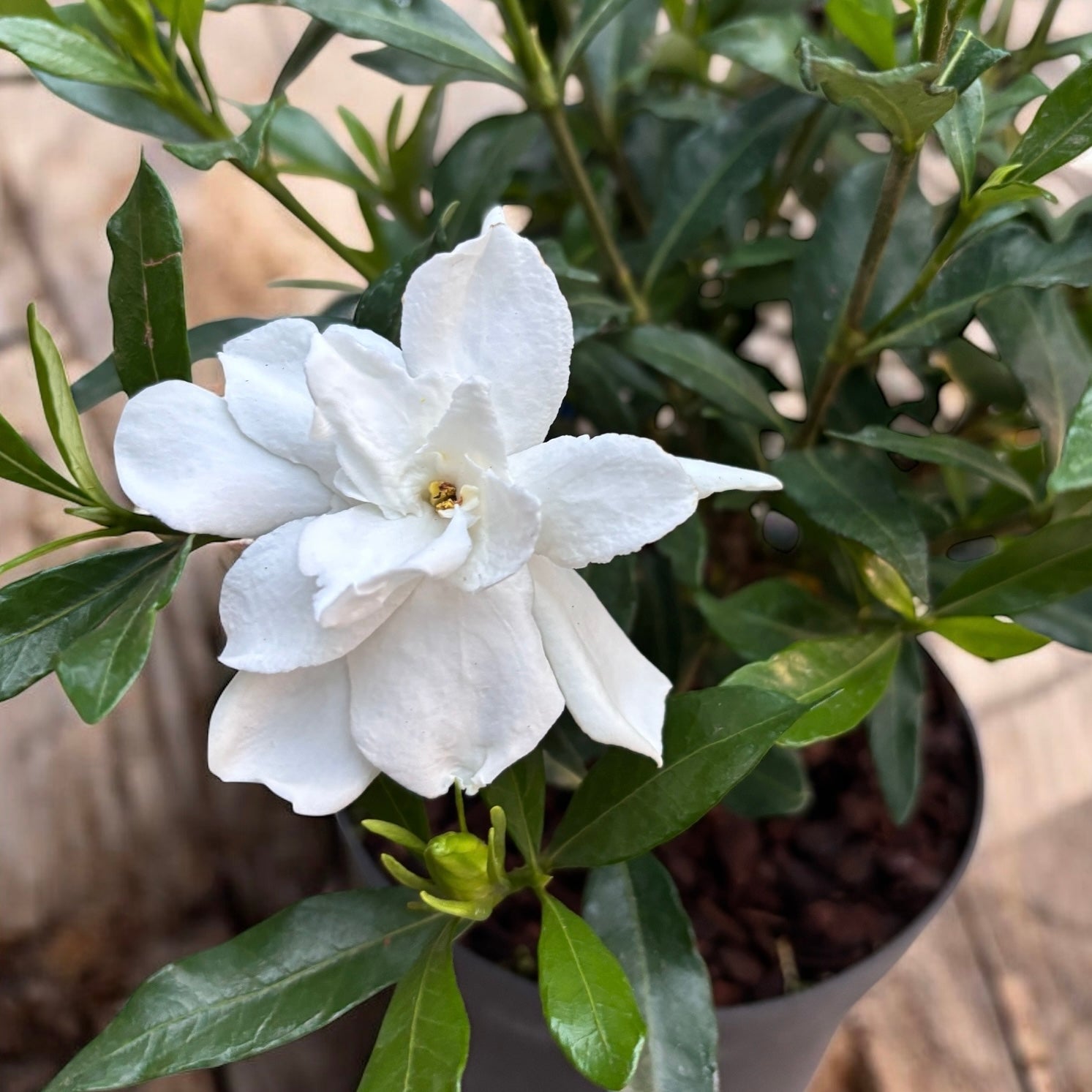 Gardenia Jasminoides 'Fool Proof' (rezista si in gradina) - flori intens parfumate