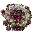 Sempervivum 'Coconut Crystal' (Planta Urechelnita)