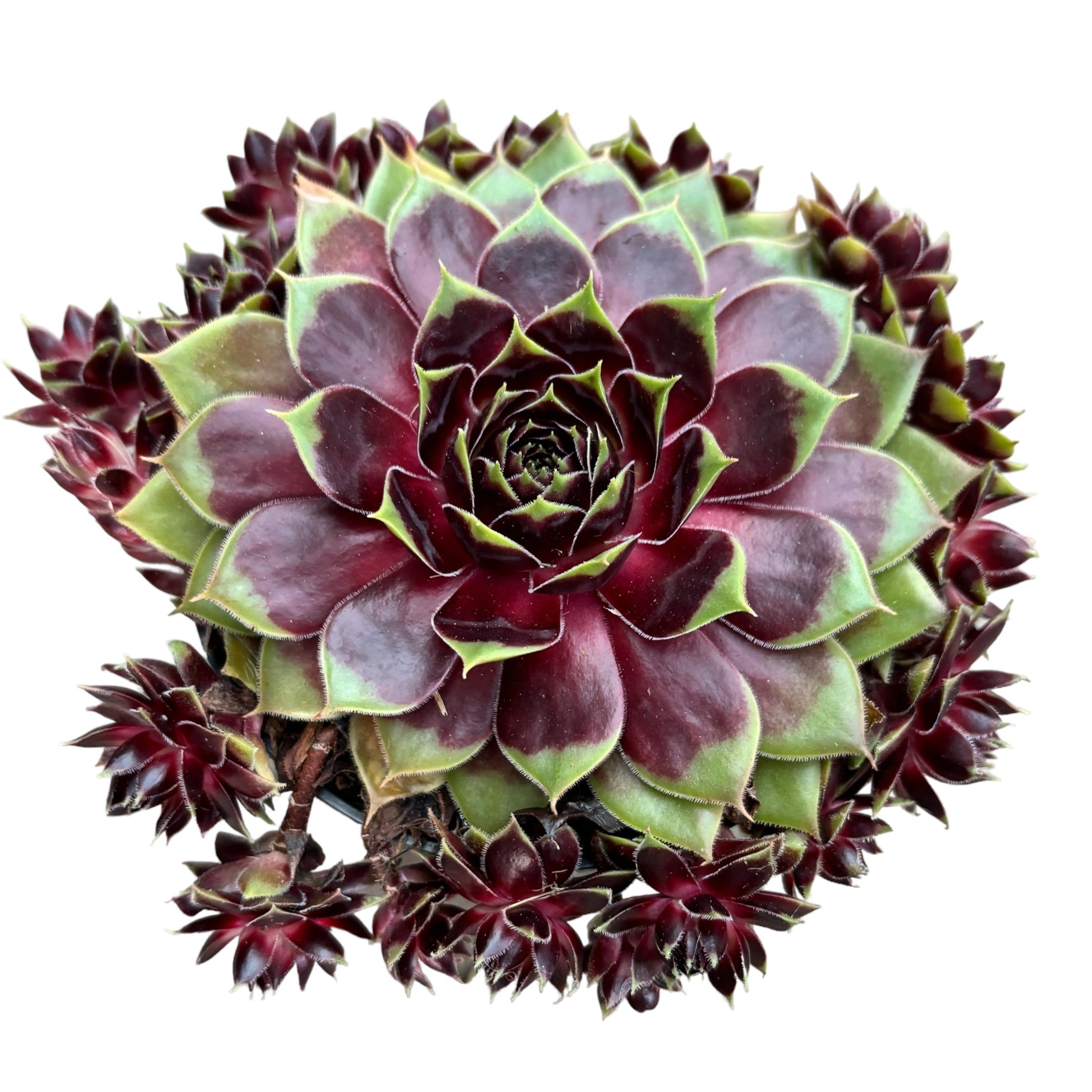 Sempervivum 'Coconut Crystal' (Planta Urechelnita)