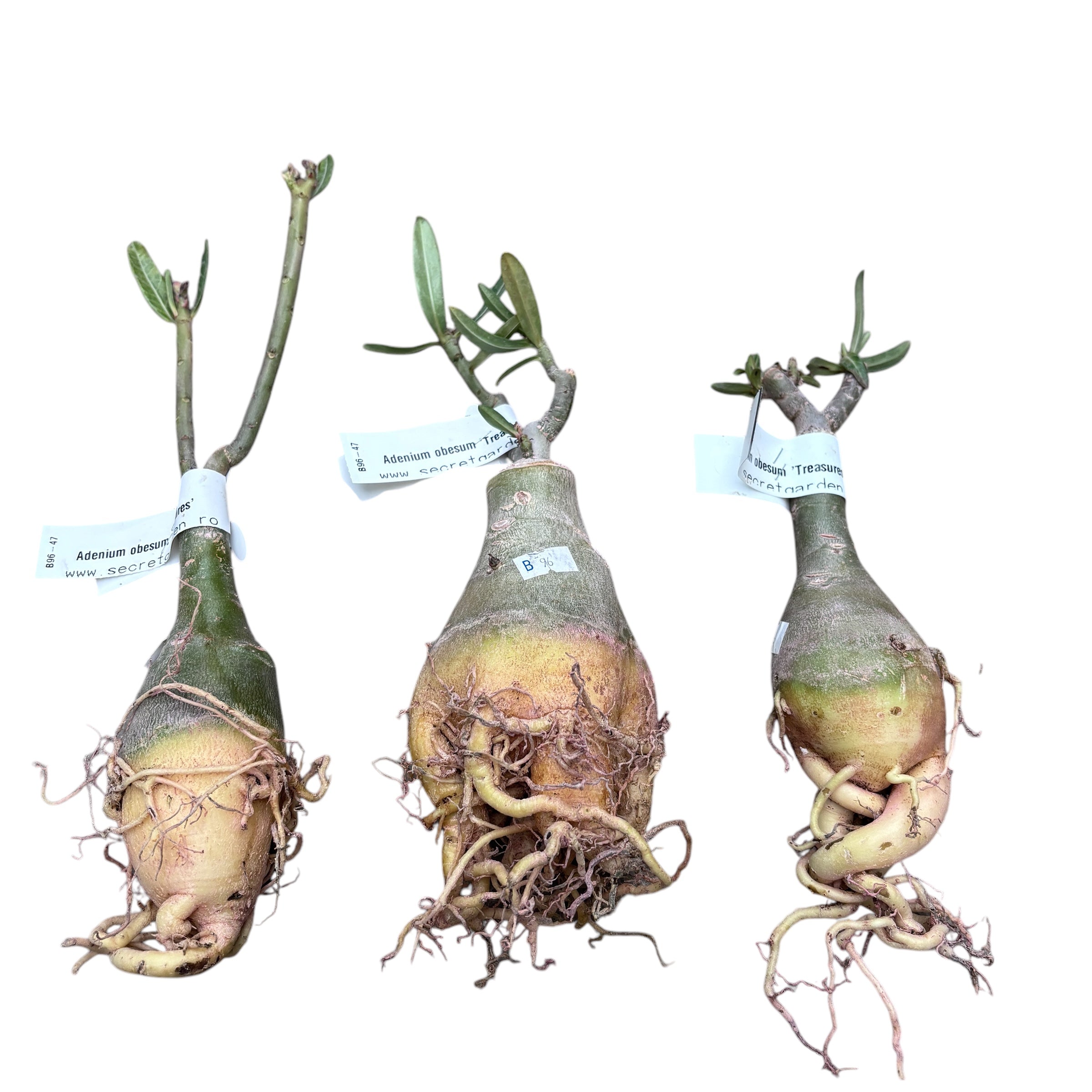 Adenium obesum 'Treasures'