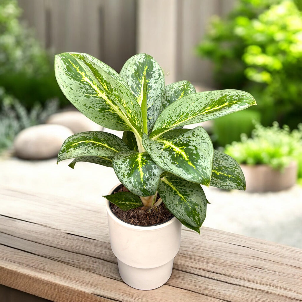 Aglaonema 'Lemont Mint'