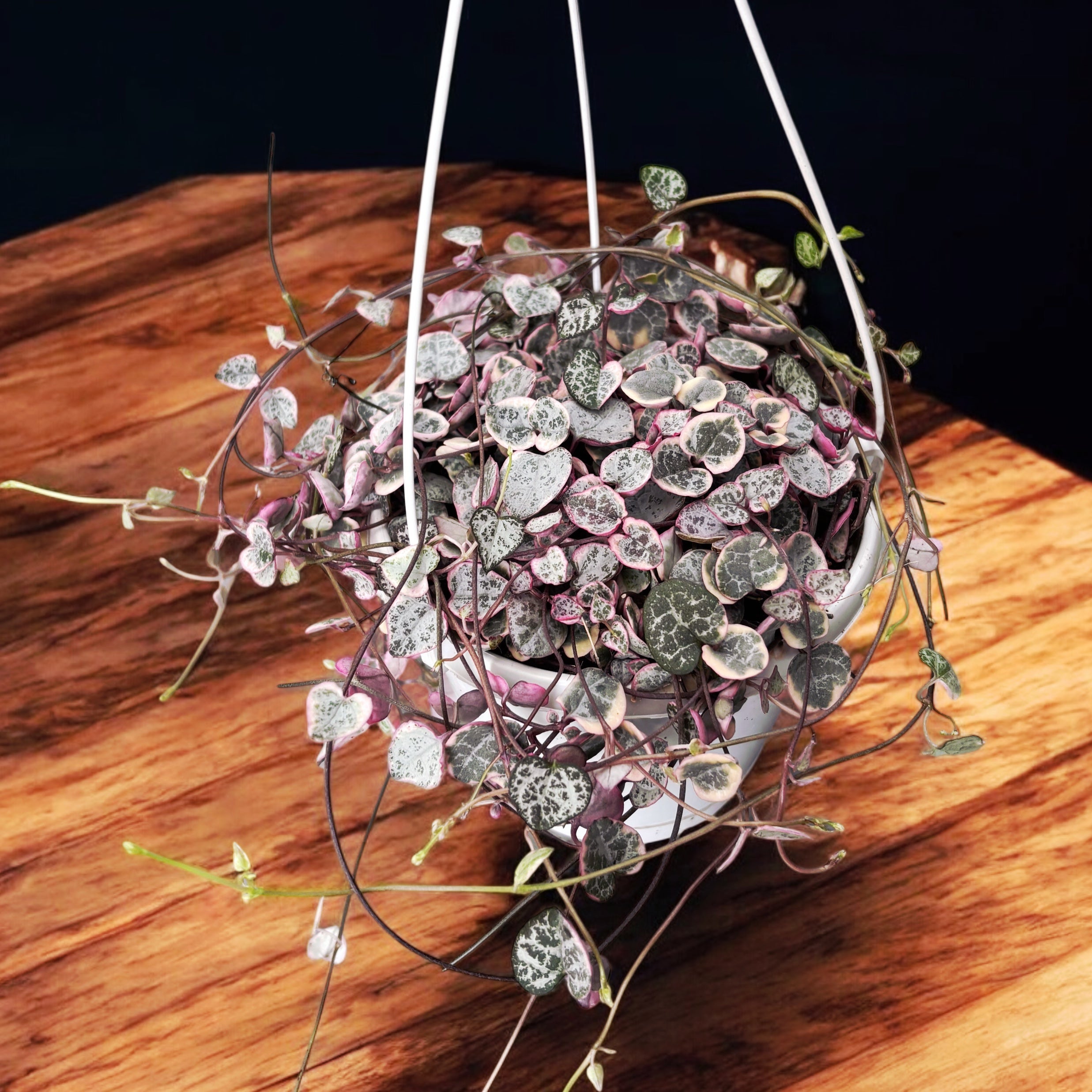 Ceropegia woodii 'Marlies' VARIEGATA -  String of hearts