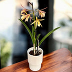 Brassocattleya Yellow Bird - fiori profumati