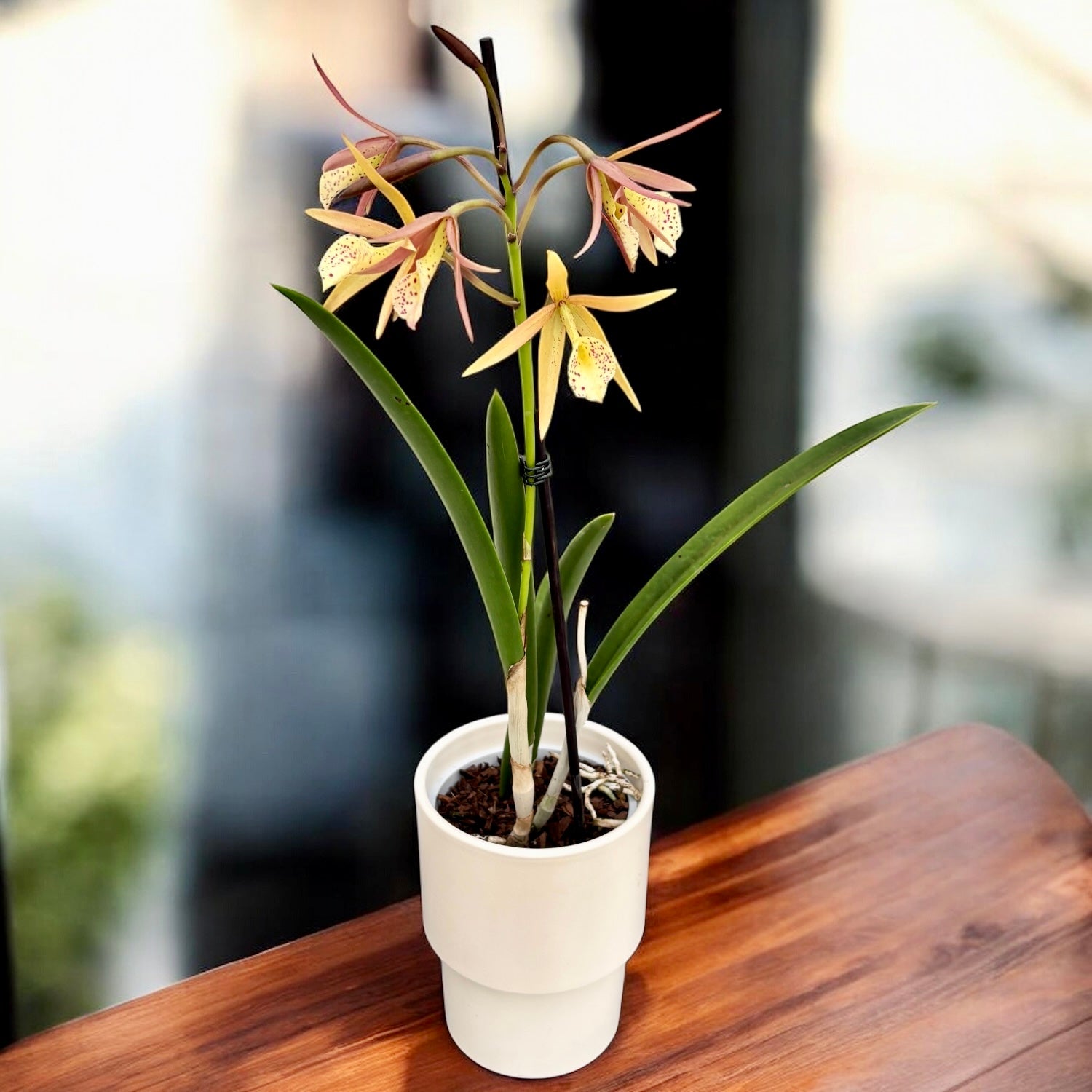 Brassocattleya Yellow Bird - fiori profumati