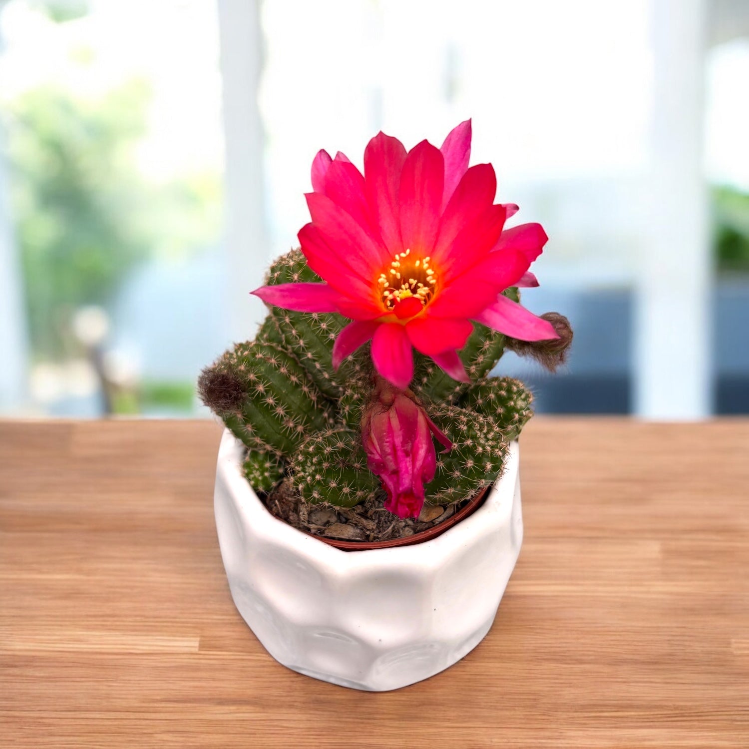 Hibrid Chamaecereus silvestrii 'Ubink Cerise'