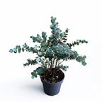 Eucalipt - Eucalyptus urnigera (Urn Tree)
