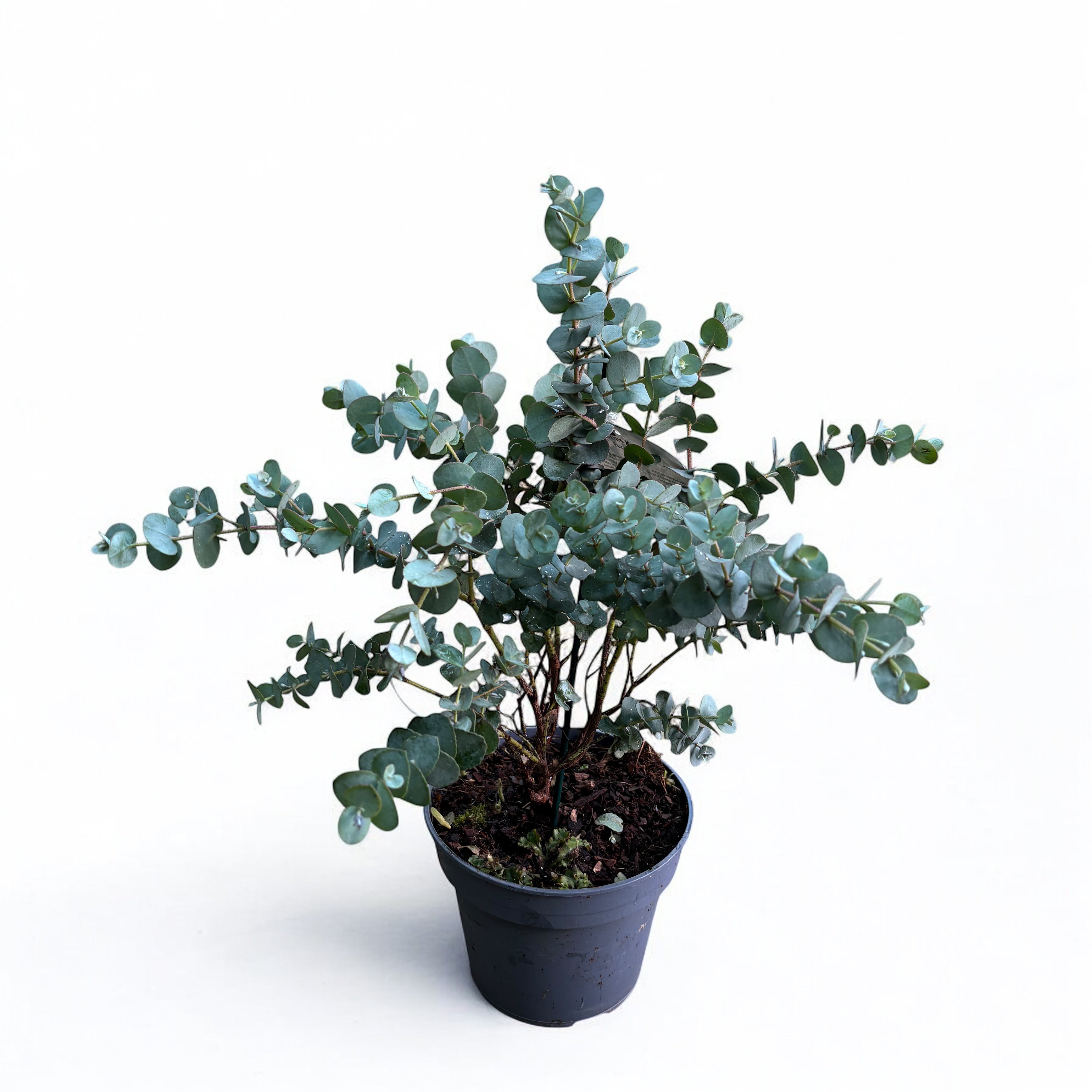 Eucalipt - Eucalyptus urnigera (Urn Tree)