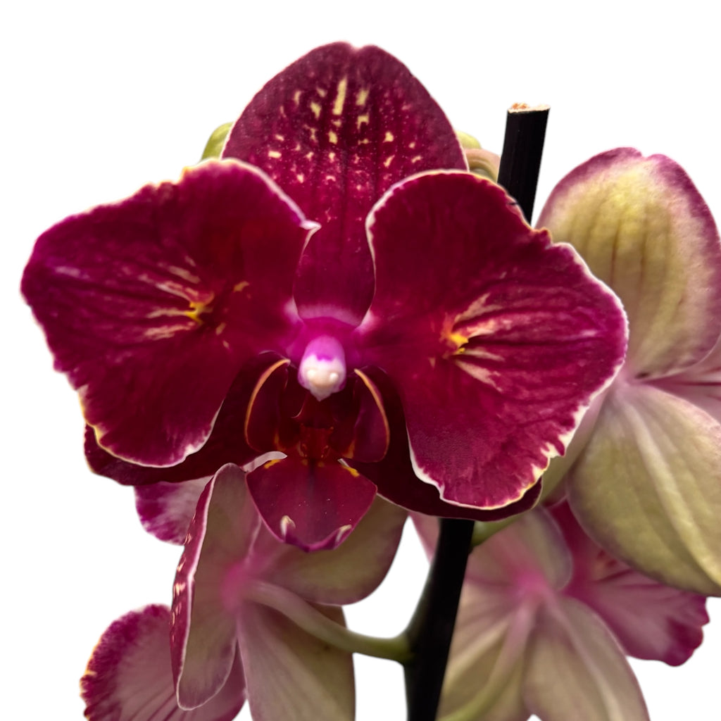 Phalaenopsis I-Hsin Claire '(Peloric - Butterfly)