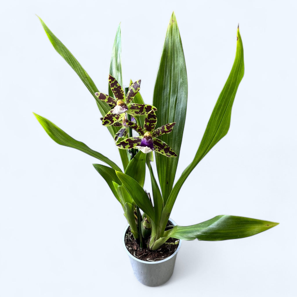 Zygopetalum hybrid - doftande blommor