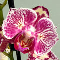 Phalaenopsis OX Madonna (pelorikus) NL