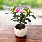 Adenium obesum 'Pink Star' (trandafirul desertului) D9