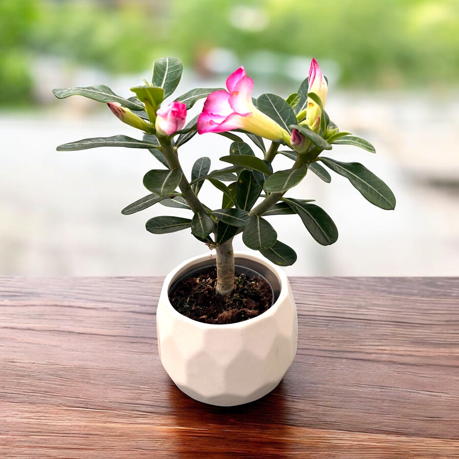 Adenium obesum 'Pink Star' (trandafirul desertului) D9