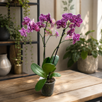 Phalaenopsis Lioulin Wild Cat